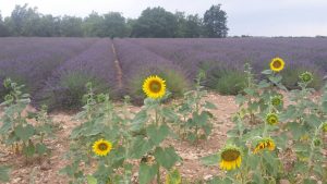 Provence 2016
