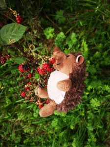 Hedgehog on black and red blackberry