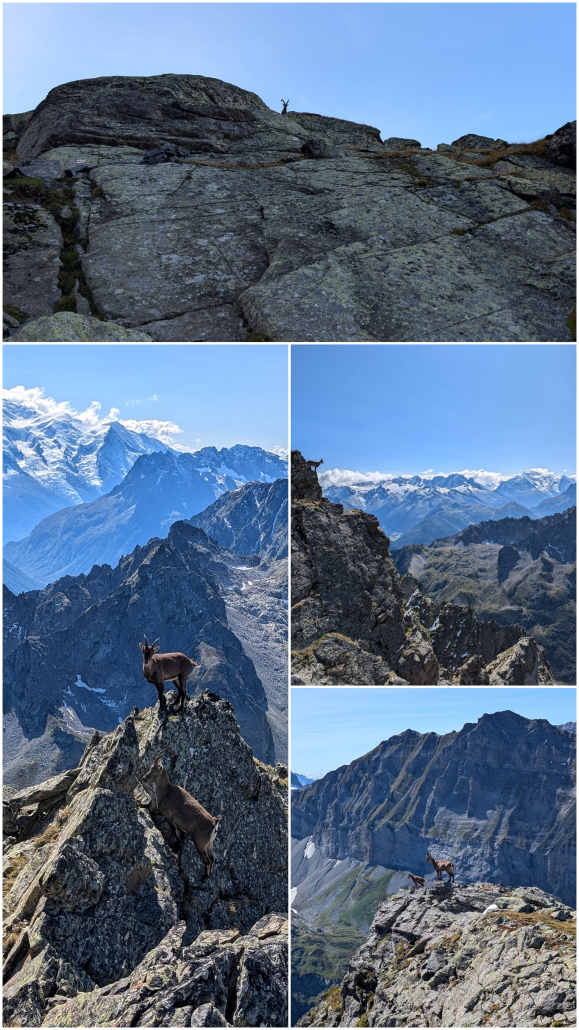 Ibex